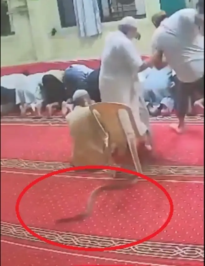 بالفيديو...ثعبان ضخم يقتحم مسجدا في الهند ويفزع المصلين